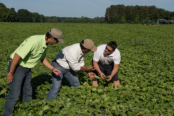 PicklingCucumber_Vlaspik_Harvest_MI_0297