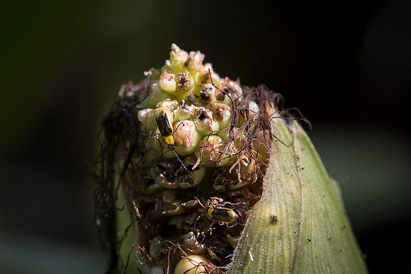 MON_Traits2018_CornRootworm_0244