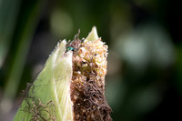 MON_Traits2018_CornRootworm_0126