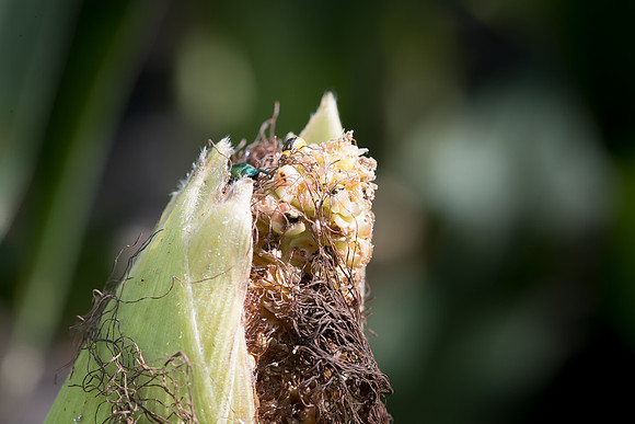 MON_Traits2018_CornRootworm_0126