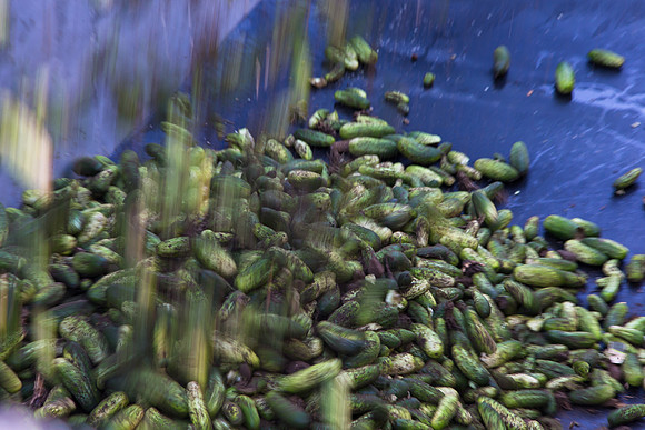 PicklingCucumber_Vlaspik_Harvest_MI_0155
