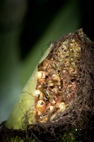 MON_Traits2018_CornRootworm_0069