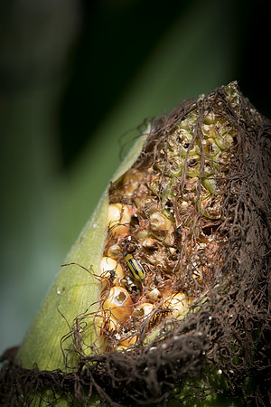 MON_Traits2018_CornRootworm_0069