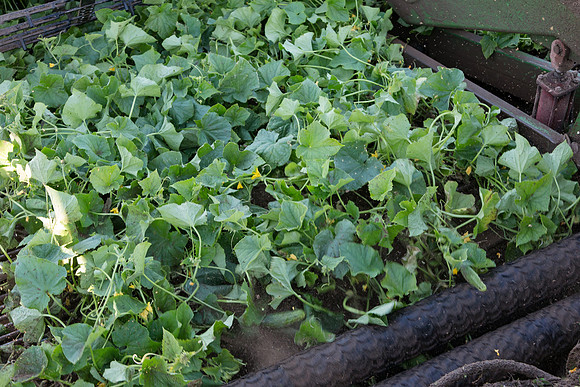 PicklingCucumber_Vlaspik_Harvest_MI_0389