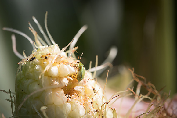 MON_Traits2018_CornRootworm_0380
