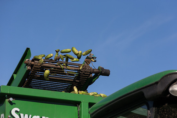 PicklingCucumber_Vlaspik_Harvest_MI_0146