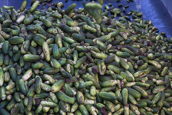 PicklingCucumber_Vlaspik_Harvest_MI_0191