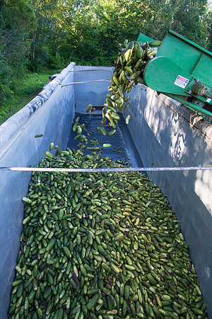 PicklingCucumber_Vlaspik_Harvest_MI_0211