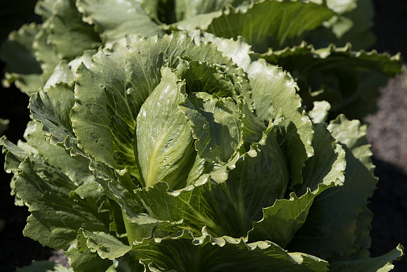 Lettuce_SV2867LG_CA_0066