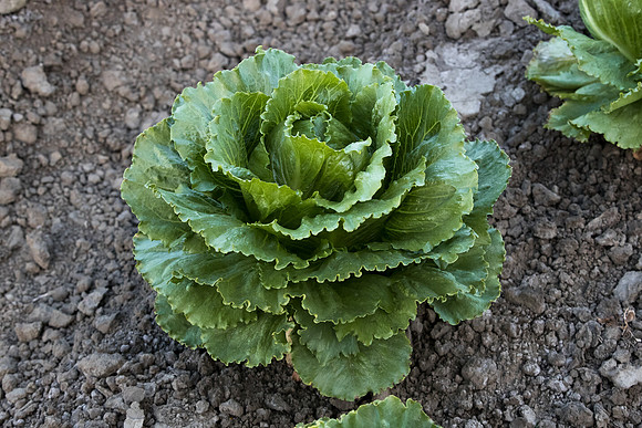 Lettuce_SV2867LG_CA_0018
