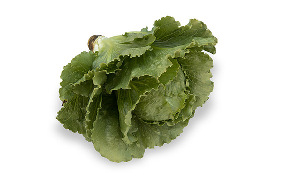 Lettuce_SV2867LG_CA_0117