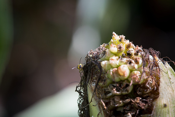 MON_Traits2018_CornRootworm_0325