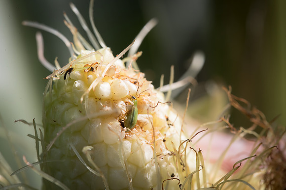 MON_Traits2018_CornRootworm_0375