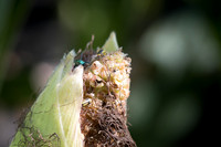 MON_Traits2018_CornRootworm_0114