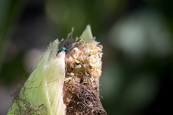 MON_Traits2018_CornRootworm_0114