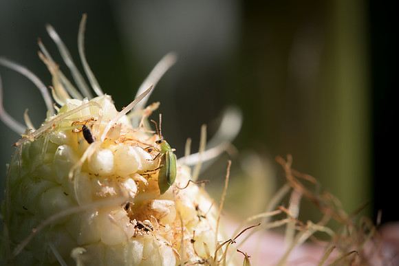 MON_Traits2018_CornRootworm_0391