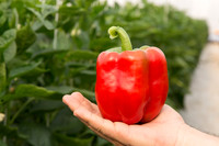 BellPepper_Morrain_MX_0028