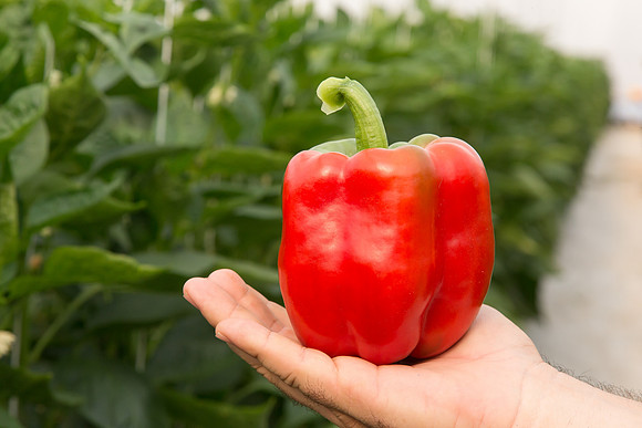 BellPepper_Morrain_MX_0028