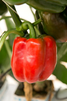 BellPepper_Morrain_MX_0011