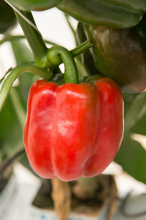 BellPepper_Morrain_MX_0011