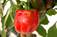 BellPepper_Morrain_MX_0009