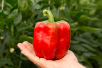 BellPepper_Morrain_MX_0024