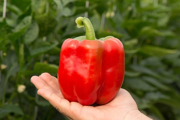BellPepper_Morrain_MX_0024
