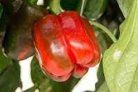 BellPepper_Morrain_MX_0007