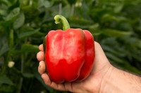 BellPepper_Morrain_MX_0023