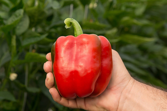 BellPepper_Morrain_MX_0023