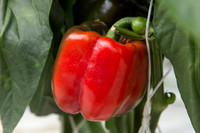BellPepper_Morrain_MX_0030