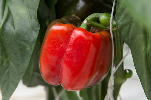 BellPepper_Morrain_MX_0030