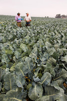 Broccoli_Ironman_CA_0063