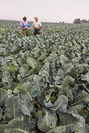 Broccoli_Ironman_CA_0063