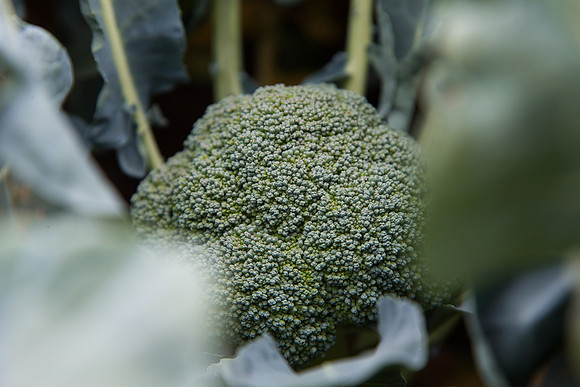 Broccoli_Ironman_CA_0008