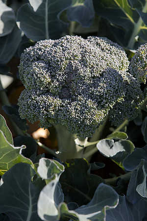 Broccoli_Ironman_CA_0182