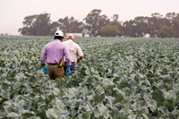 Broccoli_Ironman_CA_0042