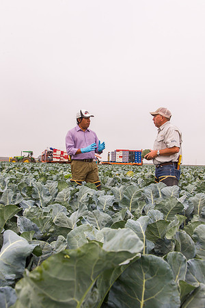 Broccoli_Ironman_CA_0089