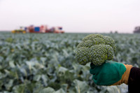Broccoli_Ironman_CA_0020