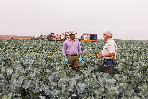 Broccoli_Ironman_CA_0083