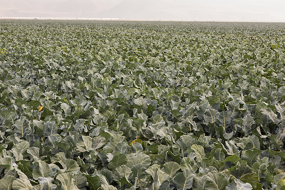 Broccoli_Ironman_CA_0165