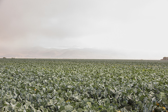 Broccoli_Ironman_CA_0162