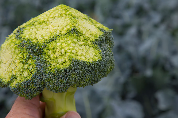 Broccoli_Ironman_CA_0142