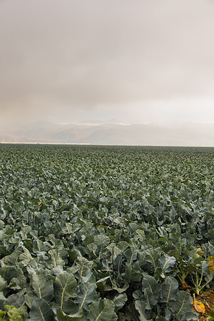 Broccoli_Ironman_CA_0158