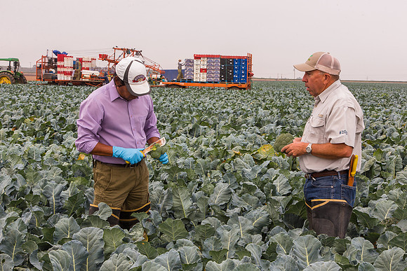 Broccoli_Ironman_CA_0113