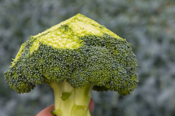 Broccoli_Ironman_CA_0145