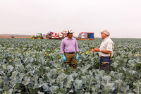 Broccoli_Ironman_CA_0082