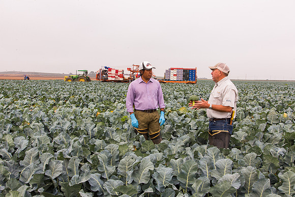 Broccoli_Ironman_CA_0082