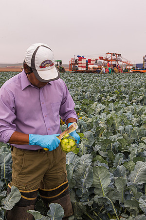 Broccoli_Ironman_CA_0126
