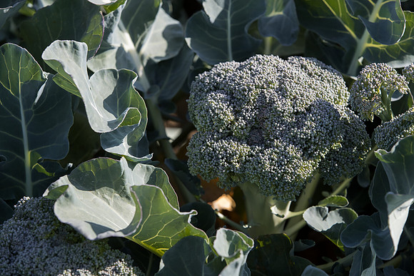 Broccoli_Ironman_CA_0187